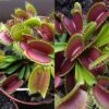Dionaea muscipula Červná robustní klon A x Bimbo 15 semen