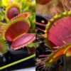 Dionaea muscipula Dentate Traps C x Predator 15 semen