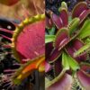 Dionaea muscipula Predator x Bimbo 15 semen