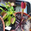 Dionaea muscipula Schuppenstiel I x Red Form 15 semen