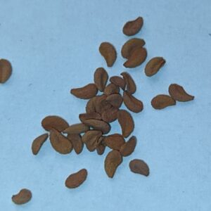 Sarracenia flava a oreophila mix 15 semen