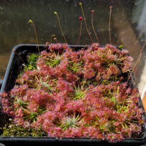 Drosera pygmaea {Mt. Lofty, South Australia} 10 gemmů