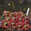 Drosera australis (pink flower, red veins) 15 gemmů