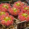 Drosera × Dorks Pink 10 gemmů
