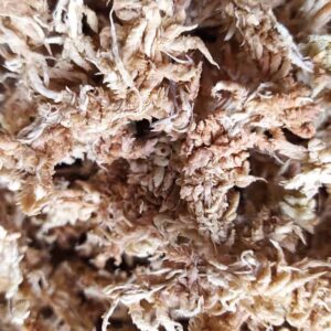 Sušený rašeliník (Sphagnum moss)