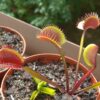 Dionaea muscipula red form