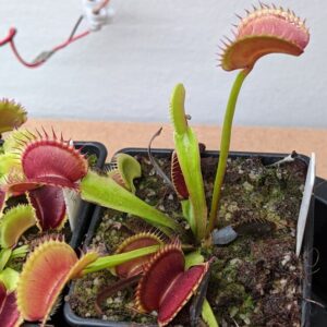 Dionaea muscipula Selected clone by G. Seiter