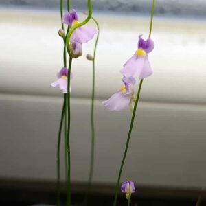 Utricularia blanchetii {Chapada Diamantina, Bahia, Brasil}