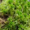 Živý rašeliník (Sphagnum moss)