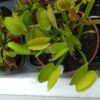 Dionaea muscipula All Green Form