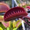 Dionaea muscipula Red sawtooth