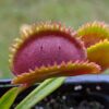 Dionaea muscipula sawtooth A