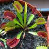 Dionaea muscipula vitiligo
