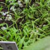 Utricularia sp kerala