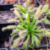 Drosera capensis Bainskloof