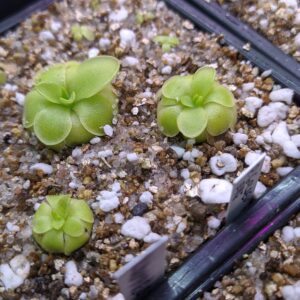 Pinguicula BCP Goldey eye