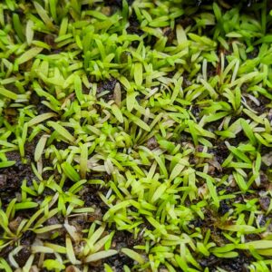 Utricularia bisquamata 20 semen