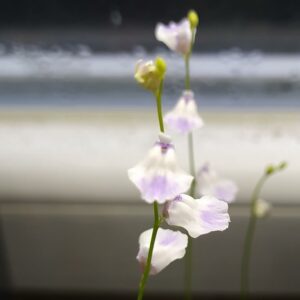 Utricularia livida 20 semen