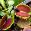Dionaea muscipula Giant Clam x Coquillage 12 semen