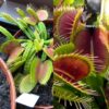 Dionaea muscipula Schuppenstiel I x VČS 15 semen