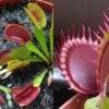 Dionaea muscipula Vitiligo x Dracula 12 semen