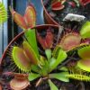 Dionaea muscipula Phalanx