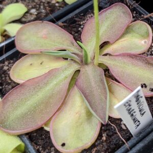 Pinguicula emarginata “red coloured and big rosette”