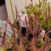 Drosera binata dark red clone