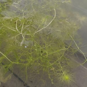 Utricularia aurea