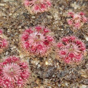 Drosera leucostigma “red” 10 gemmů