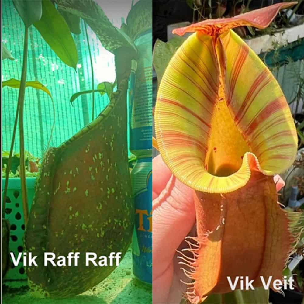 Nepenthes [(viking x rafflesiana) x rafflesiana] x (viking x veitchii) 15 semen