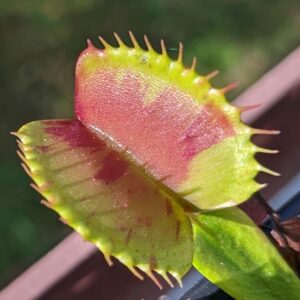 Dionaea muscipula Charly Mandon's Spotted