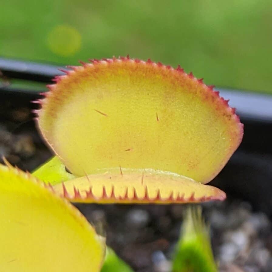 Dionaea muscipula Feather Tooth