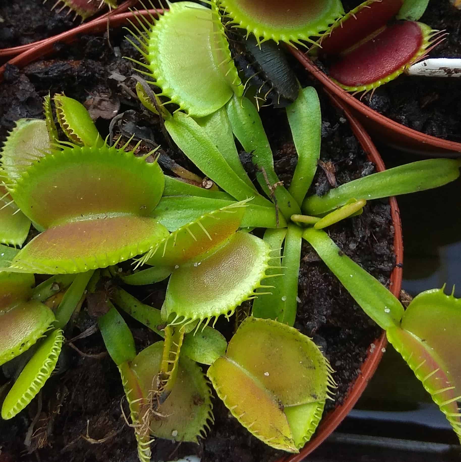 Dionaea muscipula King žlutá