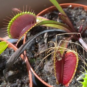 Dionaea muscipula Maroon Monster