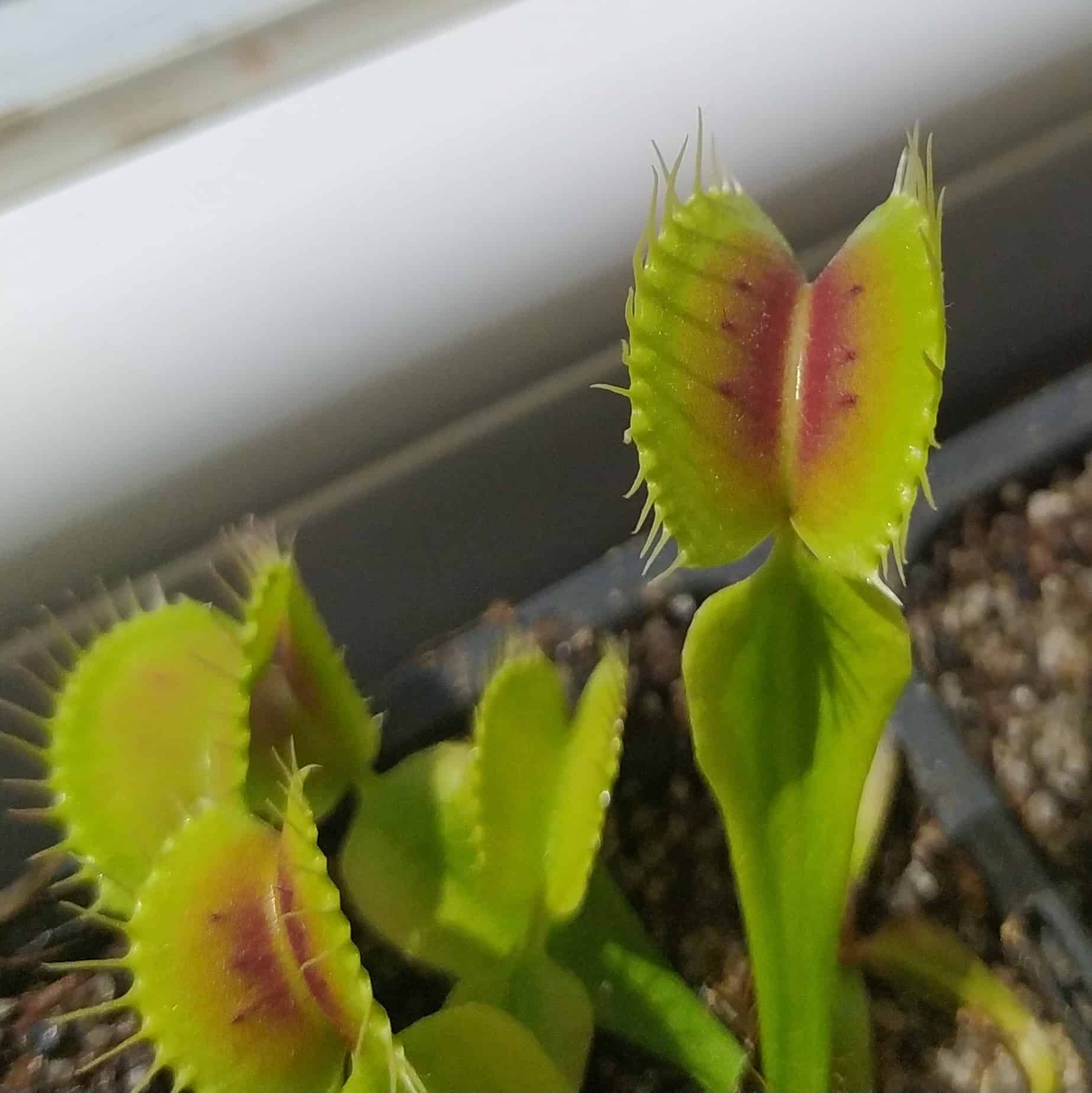 Dionaea muscipula BCP Red Bull