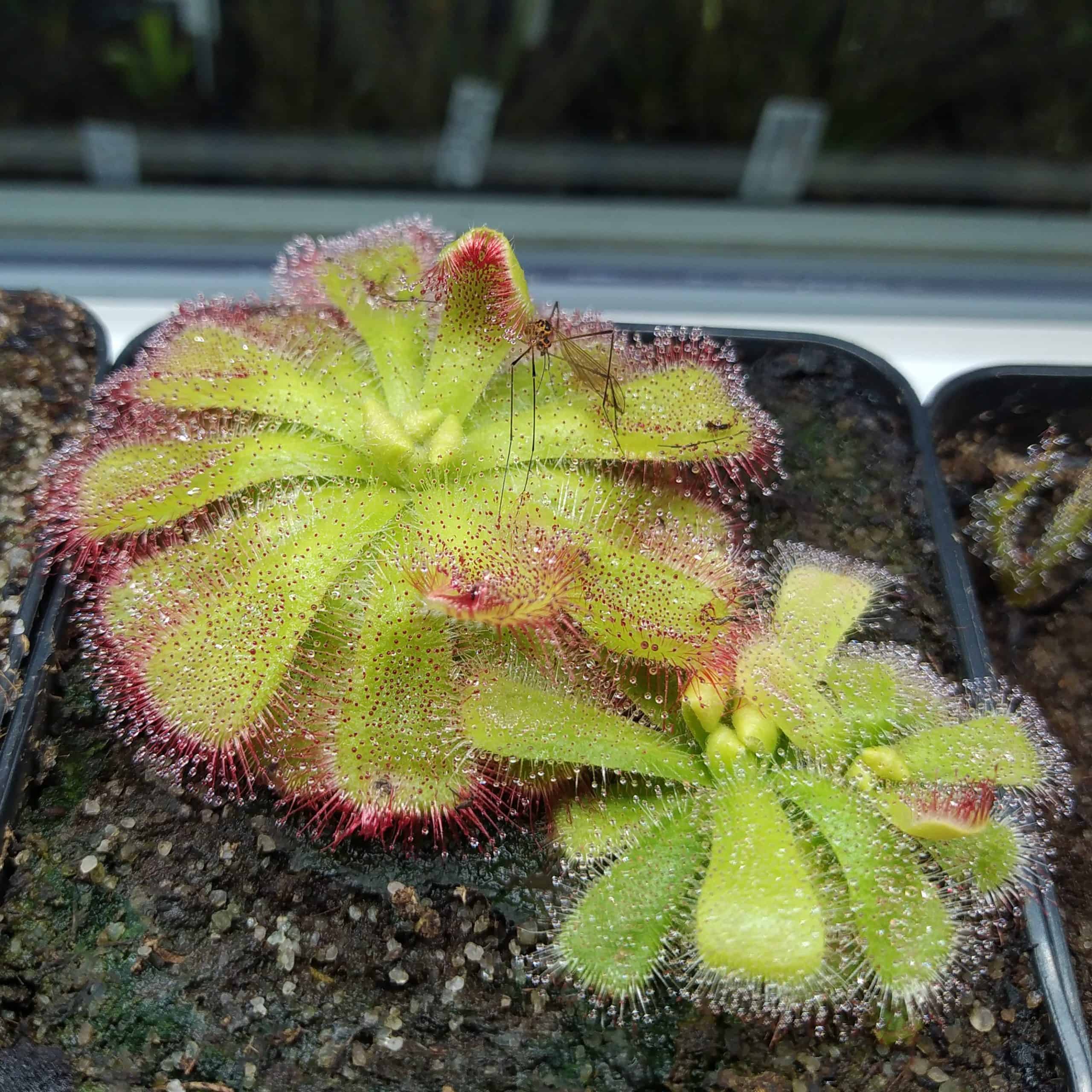 Drosera cuneifolia "Silvermine"