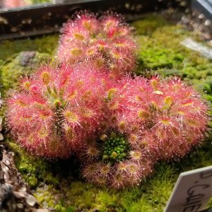 Drosera grievei 10 gemmů