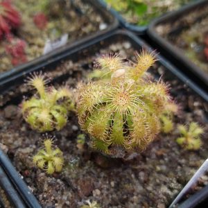 Drosera hirticalyx {Kukenan Tepui, Venezuela}