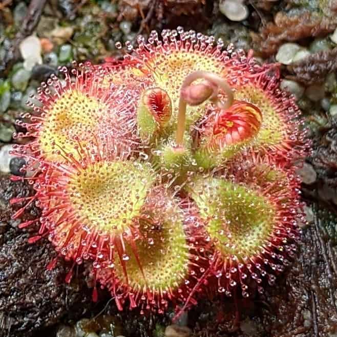 Drosera sessilifolia {Chapada dos Guimares, Brazil} 25 semen