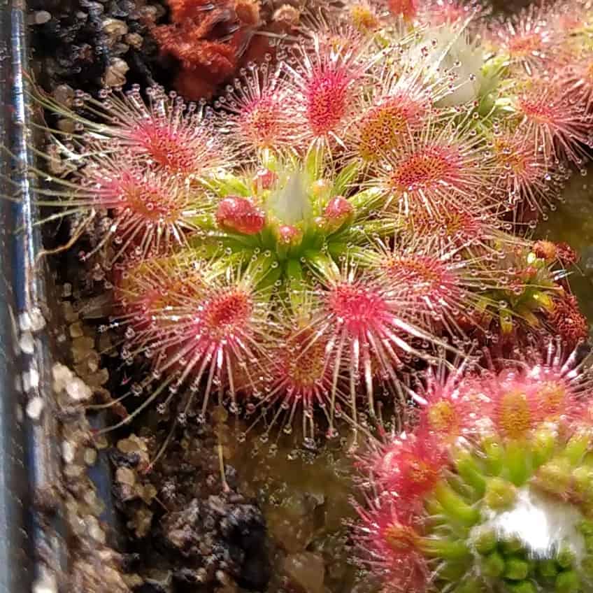 Drosera sewelliae 10 gemmů