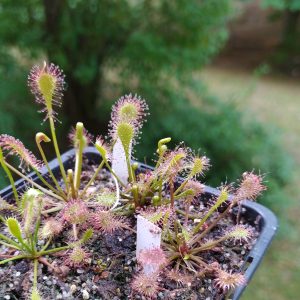 Drosera x eloisiana