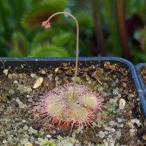 Drosera burmannii {Hann River, Kimberley, Australia} (Giant Red Form) 25 semen