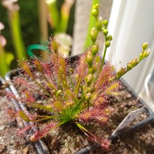 Drosera intermedia {Sao Paulo, Brazil}