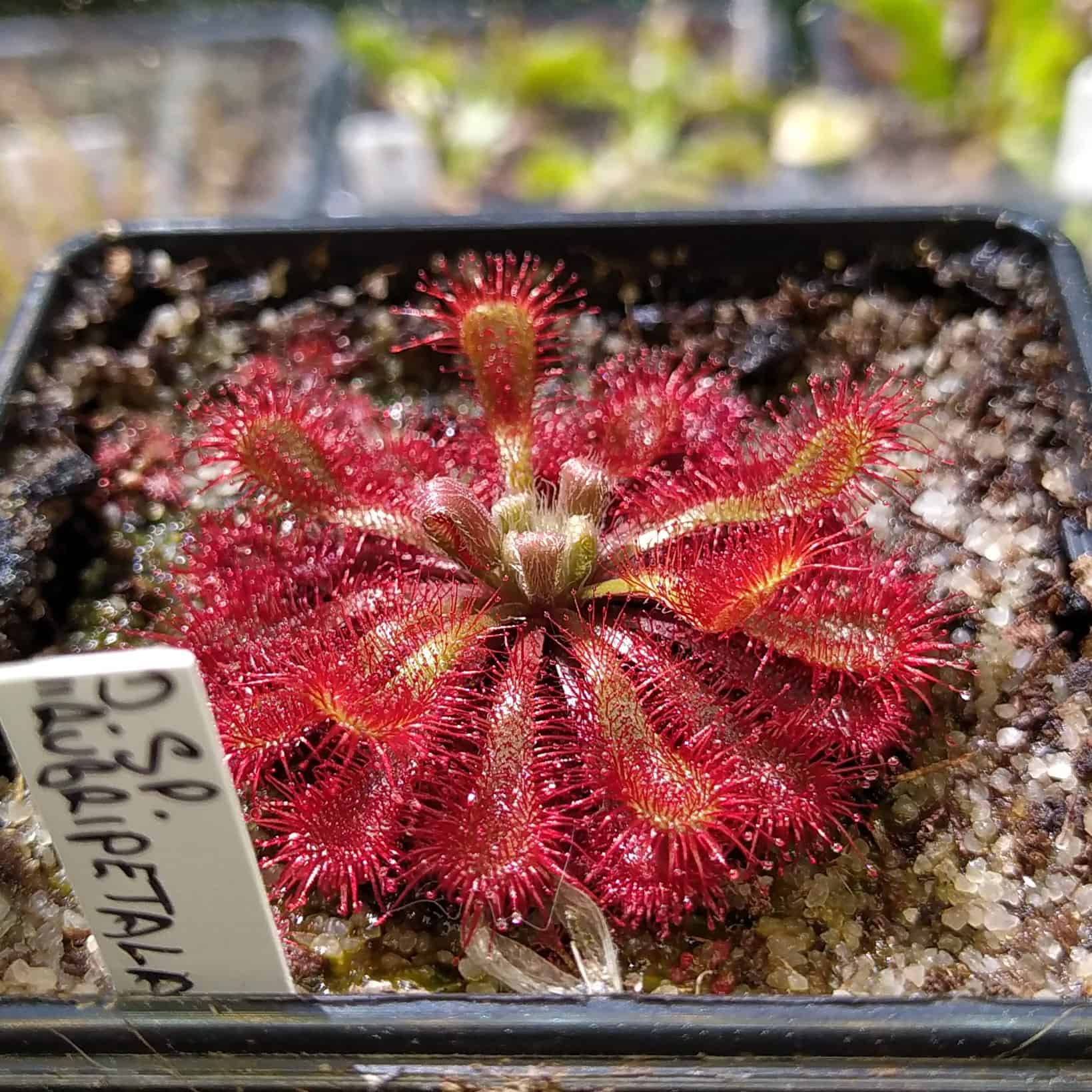 Drosera sp. “rubripetala“ 20 semen