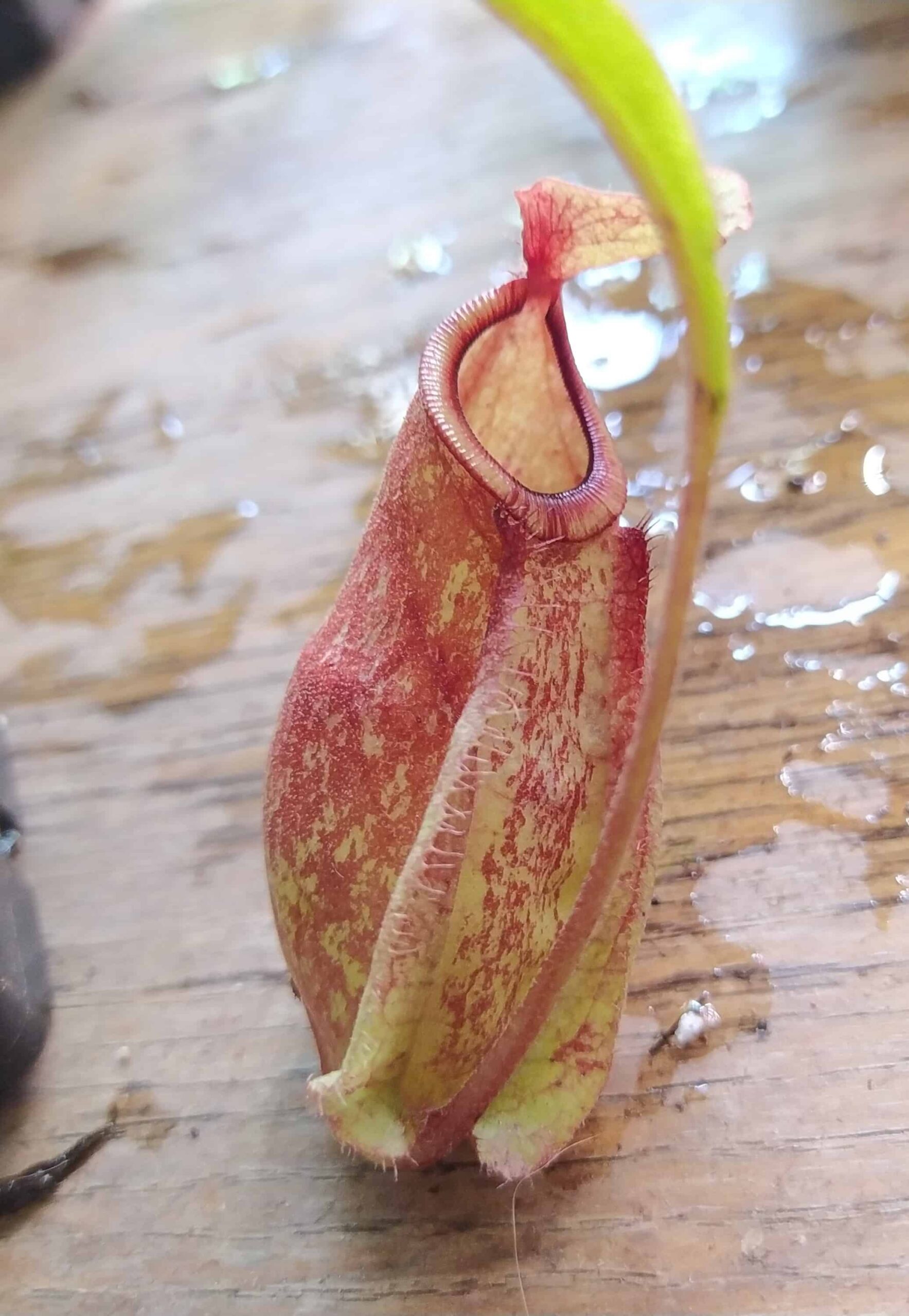 Nepenthes [Vk raff x vk raff ] x [Vk tiger special x mira wings vk amp]