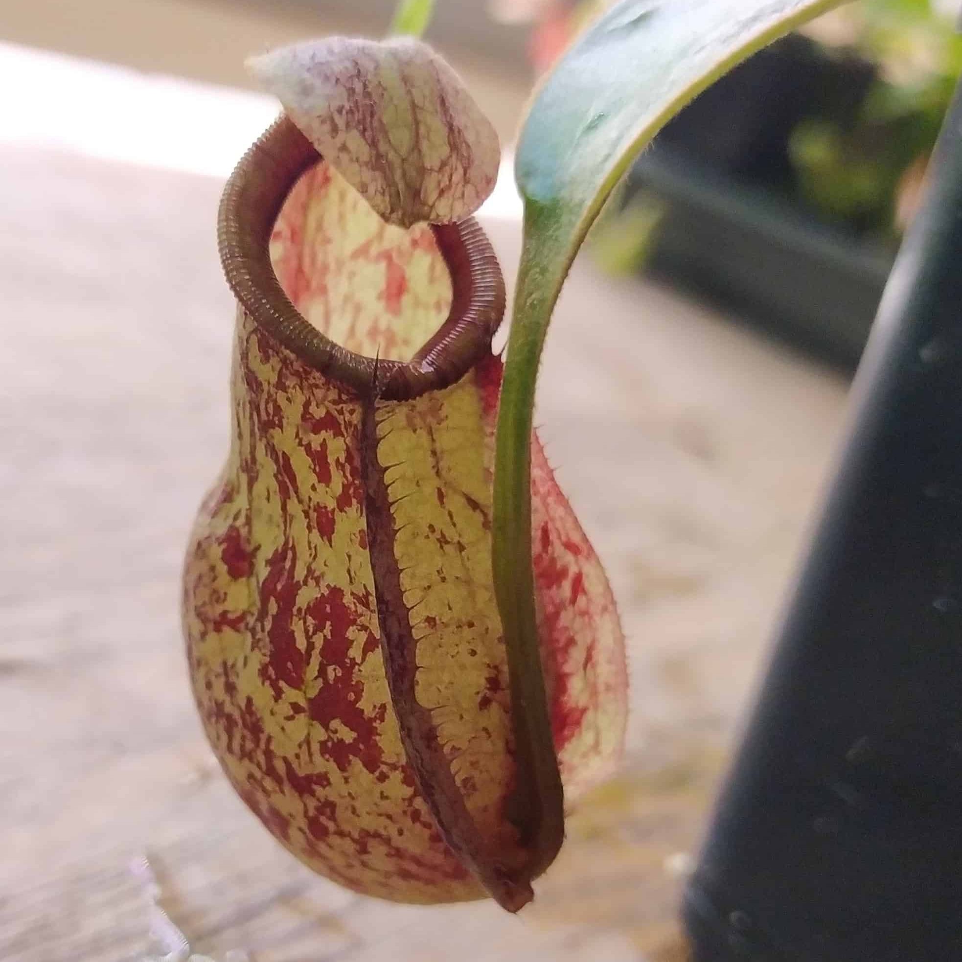 Nepenthes mira wing x hookeriana