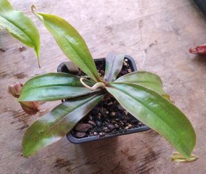 Nepenthes mira wing x hookeriana