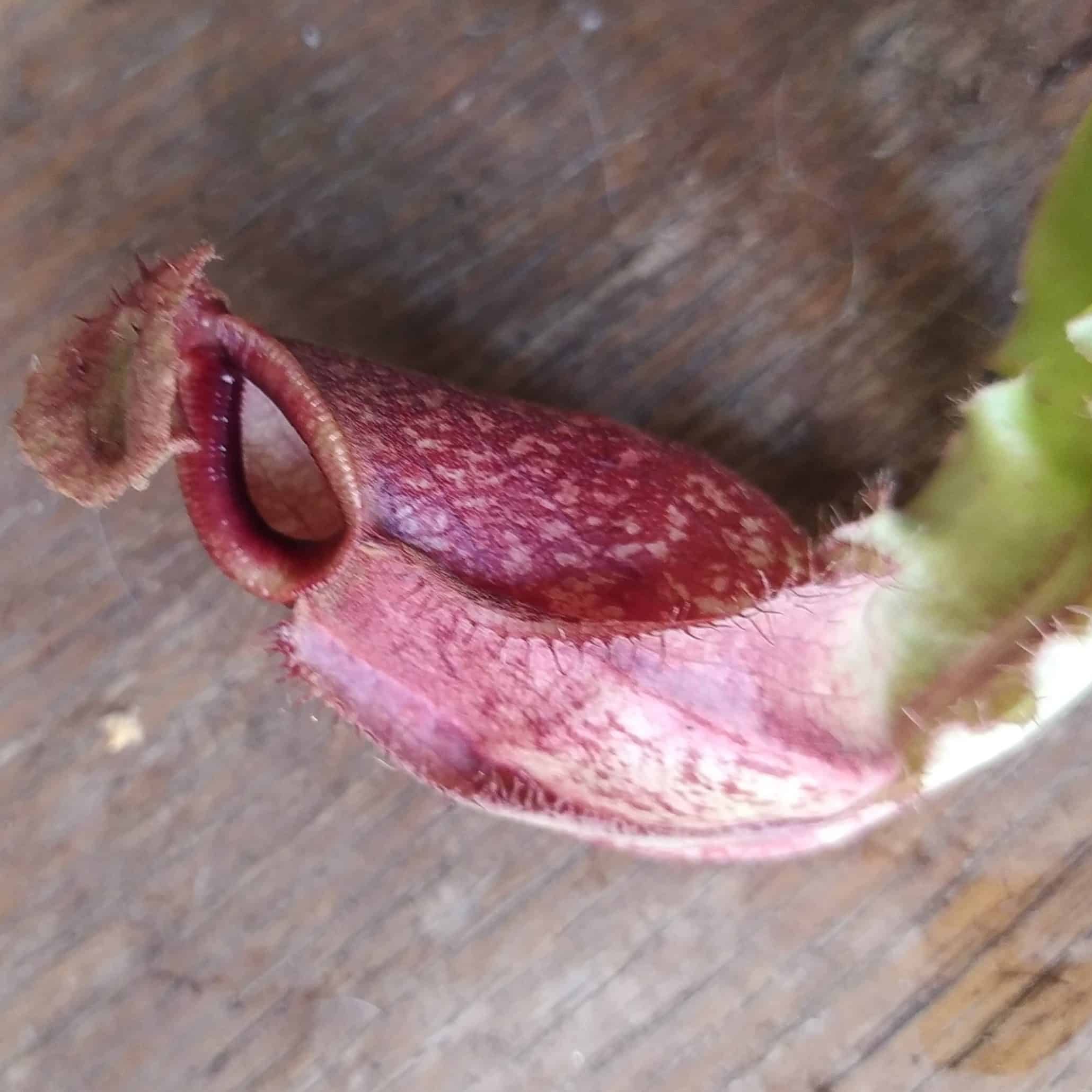 Nepenthes mira wing x (viking x rafflesiana)