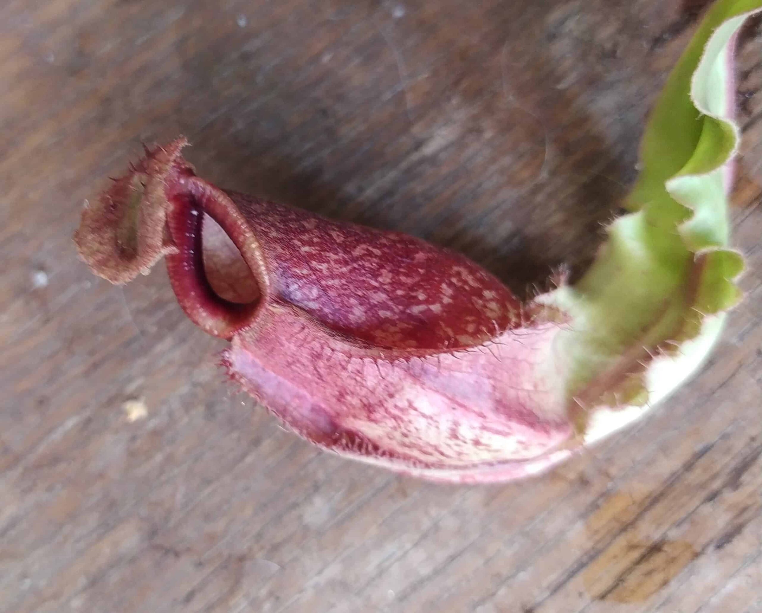 Nepenthes mira wing x (viking x rafflesiana)